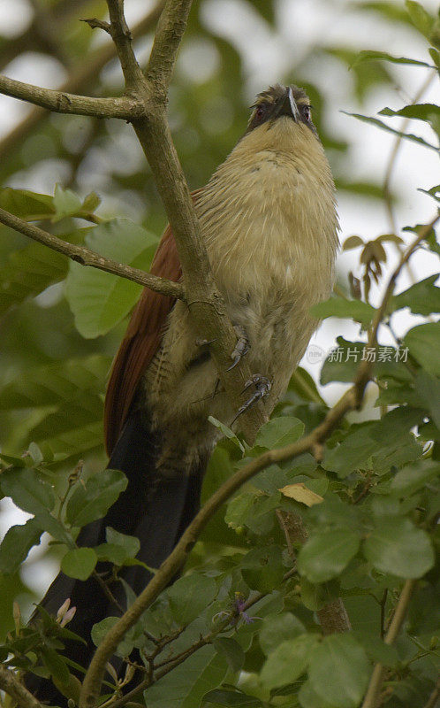 White-browed Coucal